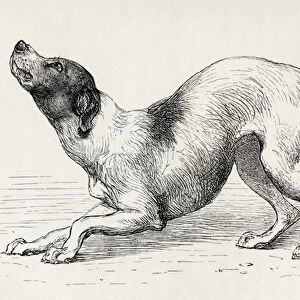 Dog in a humble and affectionate frame of mind, from Charles Darwins The