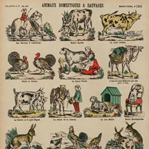 Domesticated and wild animals (coloured engraving)