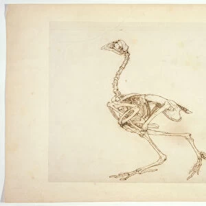 Dorking Hen Skeleton, Lateral View, from A Comparative Anatomical Exposition