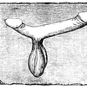 Double phallus from the lintel of a vomitorium (exit passage