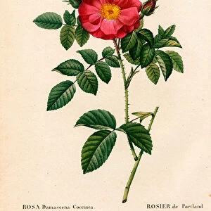 Duchess of Portland rose, Rosa portlandica, Portland rose. Handcoloured stipple copperplate engraving from Pierre Joseph Redoutes "Les Roses, "Paris, 1828
