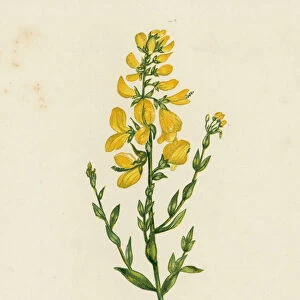 Dyers Green-Weed, Genista Tinctoria (colour litho)