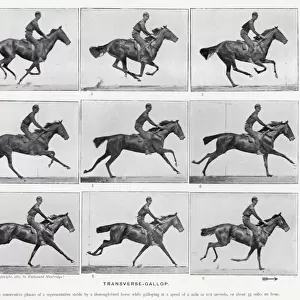 Eadweard Muybridge: Transverse-Gallop (b / w photo)