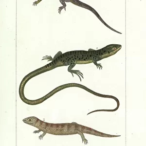 Lizards Antique Framed Print Collection: Eastern Fence Lizard