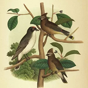 Tyrant Flycatchers Collection: Eastern Kingbird