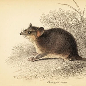 Mammals Collection: Burramyidae