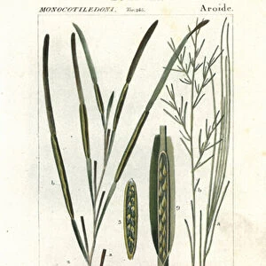 Eelgrass or seawrack, Zostera marina