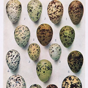 Eggs: Guillemot: etc, illustration from British Birds by Kirkman & Jourdain
