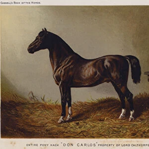 Entire Pony Hack "Don Carlos, "Property of Lord Calthorpe (colour litho)