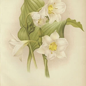 Eucharis sanderiana (colour litho)