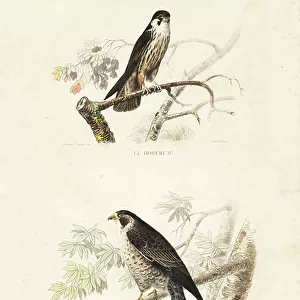 Accipitridae Collection: Lanner Falcon