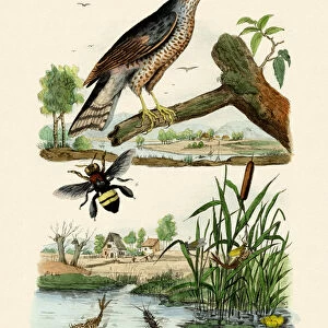 Eurasian Sparrowhawk, 1833-39 (coloured engraving)