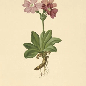European Alpine Primrose (Primula spectabilis, Auriculastrum primula) (colour litho)