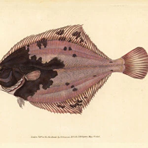 European flounder, Platichthys flesus (Flounder, Pleuronectes flesus). Handcoloured copperplate drawn and engraved by Edward Donovan from his Natural History of British Fishes, Donovan and F. C. and J. Rivington, London, 1802-1808