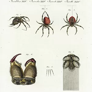 Spiders Mounted Print Collection: Cross Spider