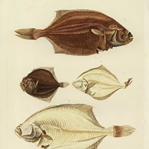 European Flounder