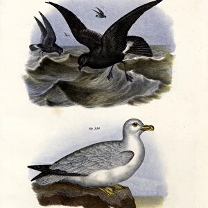 Northern Storm Petrels Metal Print Collection: Related Images
