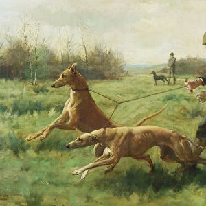 Exercising Greyhounds