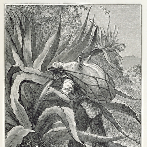 Extracting Pulque, from The Ancient Cities of the New World, by Claude-Joseph-Desire