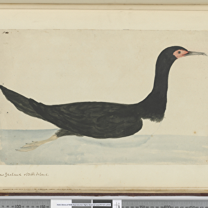 Shags Mounted Print Collection: Spotted Shag