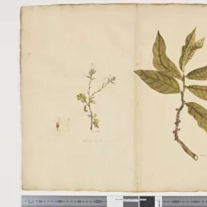 F. 9 Plumbagus xylenica;Procris montana, c. 1790-95 (w / c & ink on paper)