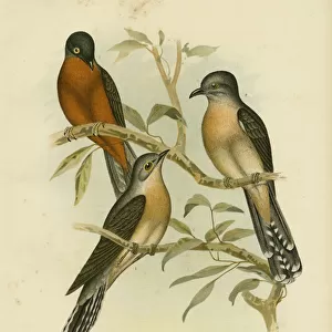 Cuckoos Glass Frame Collection: Chestnut Breasted Cuckoo