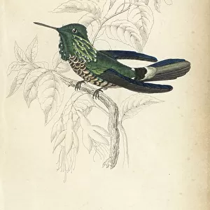 Hummingbirds Collection: Festive Coquette