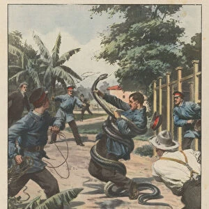 The fight between a Boa Constrictor and the orderlies of a zoo to free the caretaker... (colour litho)