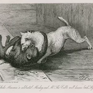 Fight between Jacco Macacco, a celebrated monkey, and Mr Thomas Cubbs well known bitch, Puss (engraving)