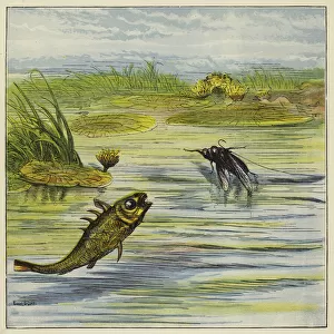 Fish and fly (colour litho)