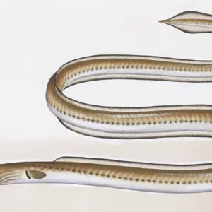 S Collection: Snake Eel
