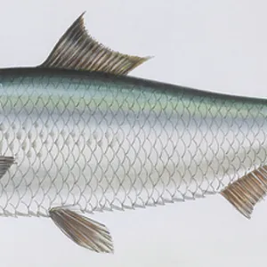 S Collection: Shad