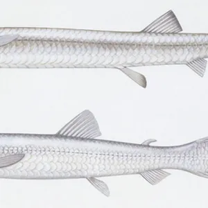 S Collection: Sabertooth Fish
