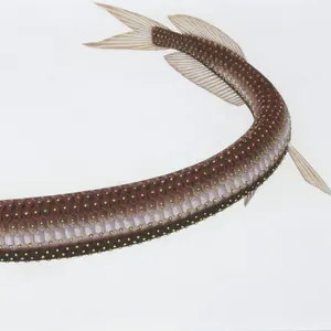 S Collection: Scaly Dragonfish