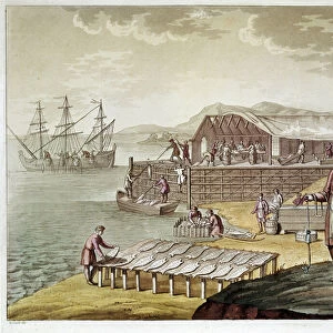 Fishing and drying cod in Newfoundland. (Engraving, 1575)