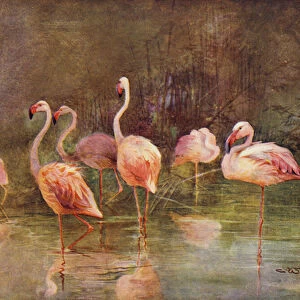 Flamingos (colour litho)