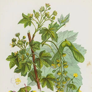 Flowering Plants of Great Britain: Greater Maple or Sycamore, Common Maple, Common Wood Sorrel, Yellow Procumbent Wood Sorrel (colour litho)