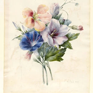 Flowers Including Blue Convolvulus, 1836 (w / c & bodycolour on vellum)