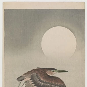 Japanese Night Heron