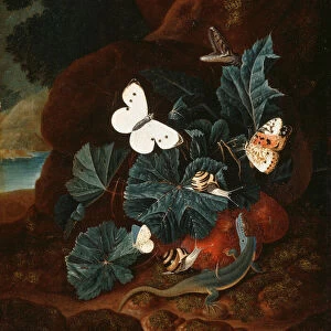 A Forest Floor Still Life with a Lizard, Butterflies, Snail and a Snake (oil on panel)