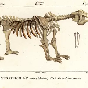 Fossil skeleton of the giant ground sloth, Megatherium americanum