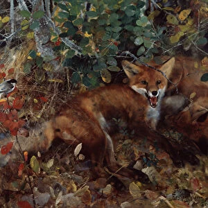 Foxes, 1886