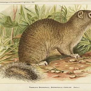 Sciuridae Framed Print Collection: Franklins Ground Squirrel