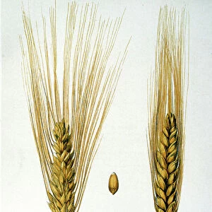 French 19th century illustration of ears of corn