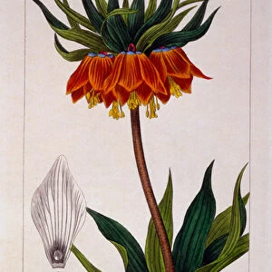 Fritillaria imperialis, 1836 (hand-coloured engraving)