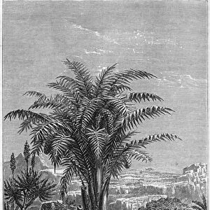 A Gagouier from Guinee is a palm tree of the tribe of the calamees