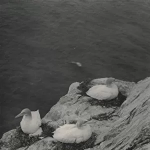 Gannets (b / w photo)