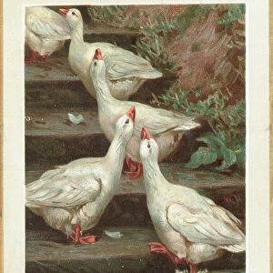 Five Geese standing on steps, Christmas Card (chromolitho)