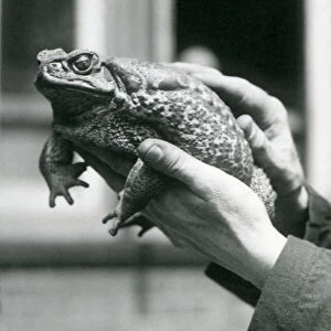 A Giant / Cane / Marine Toad being held in its keepers hands, London Zoo