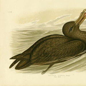 Giant Petrel, 1891 (colour litho)